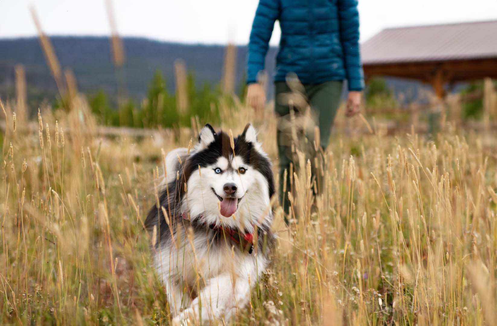 Dog running in field with owner following behind