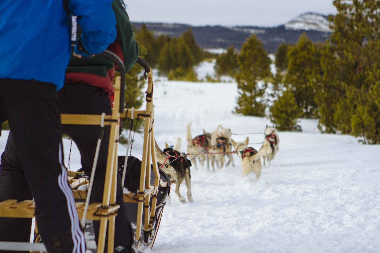 Man on the back of a dog sled going through the snow