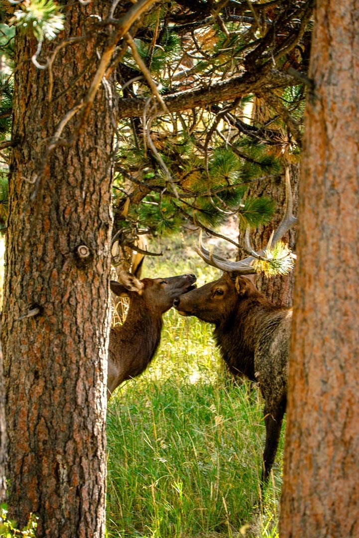 Elk in woods