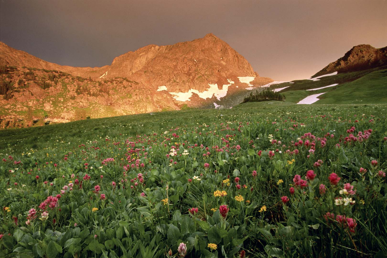 Landscape photo of mountains and pink and yellow flowers