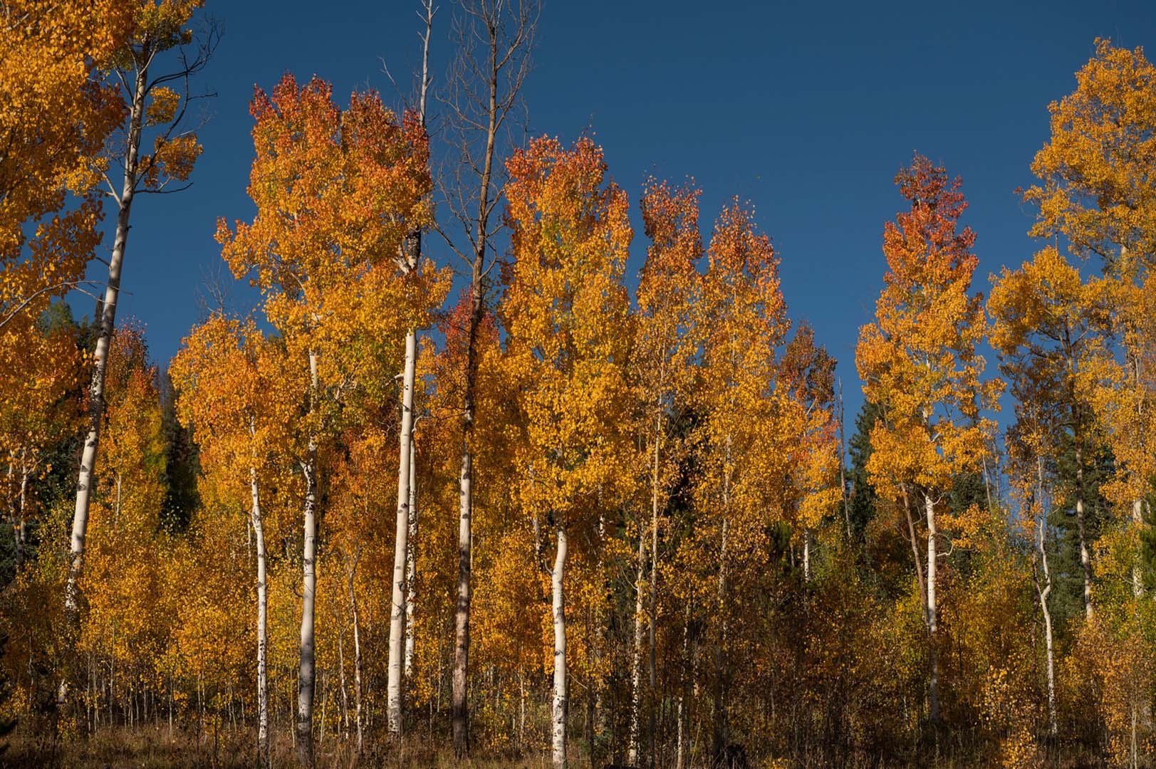 fall trees in forest