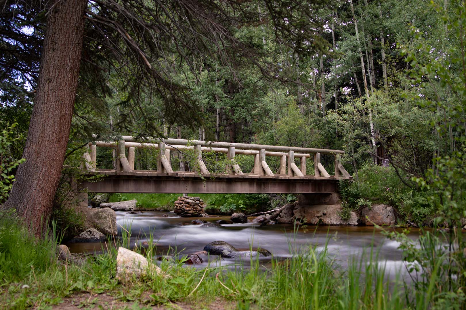 puente en el bosque