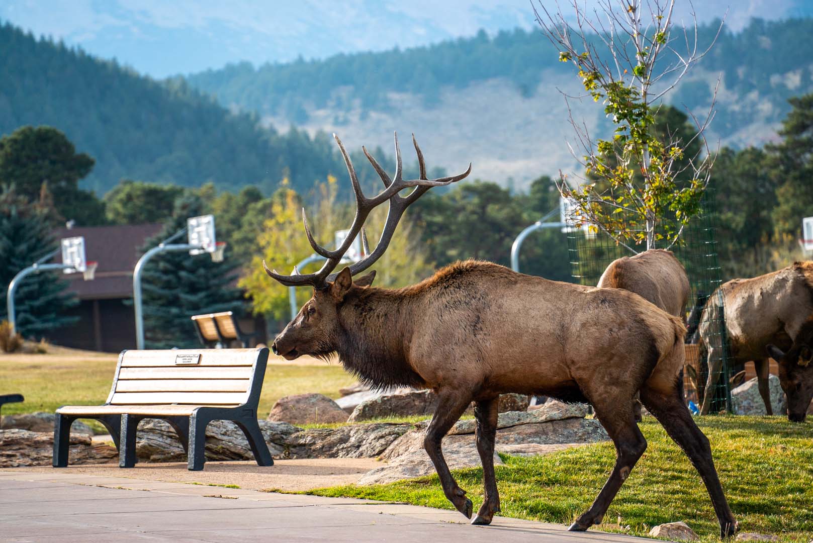 Elk crossing the street