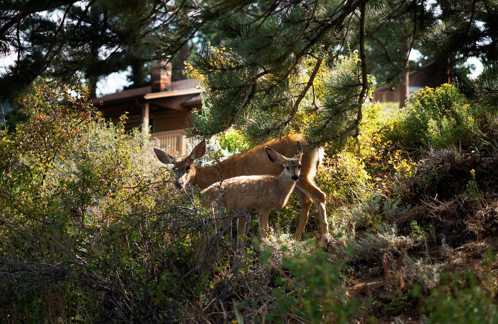 deer and fawn in forest in front of cabin