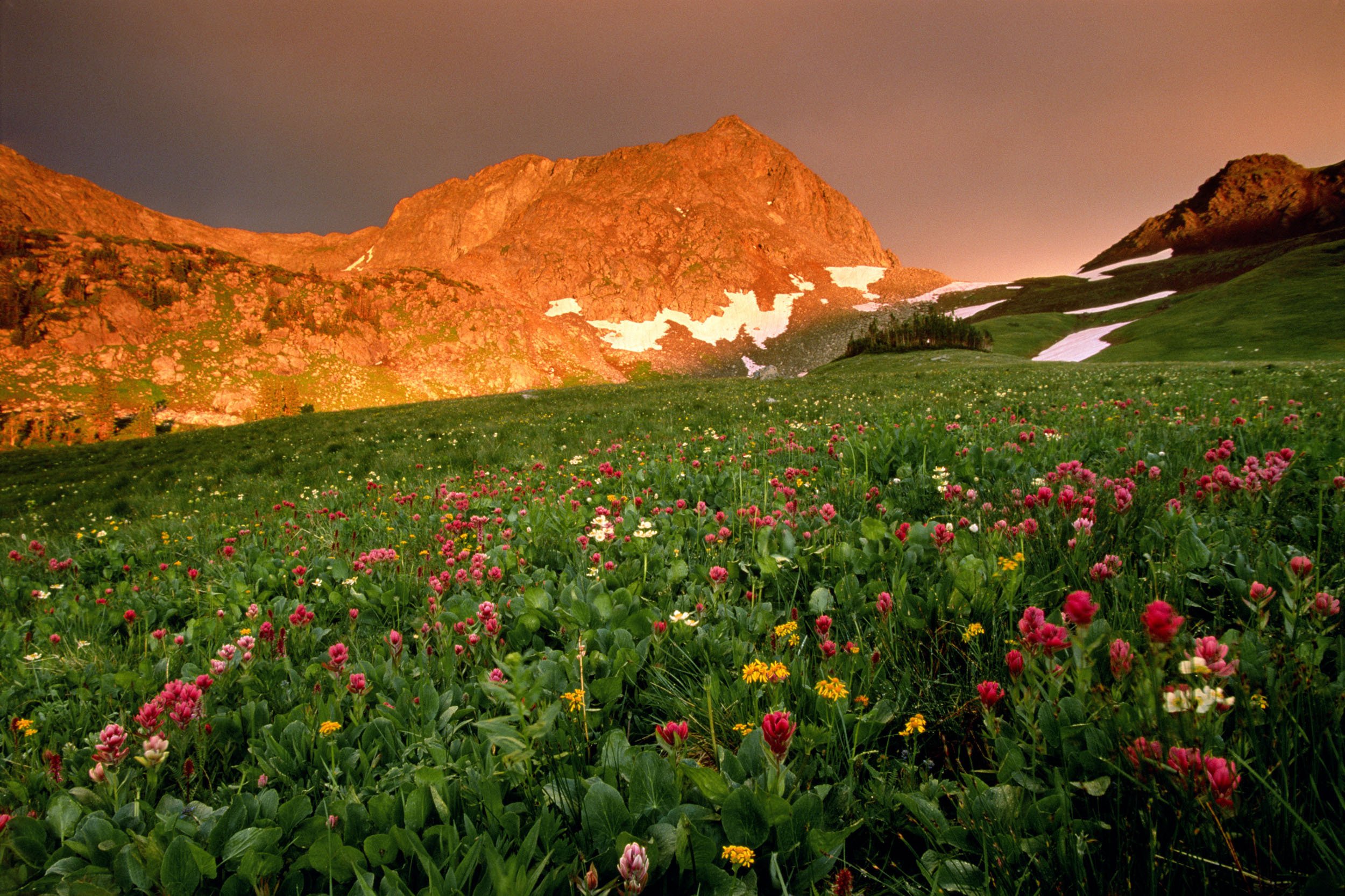 flowers and mountains