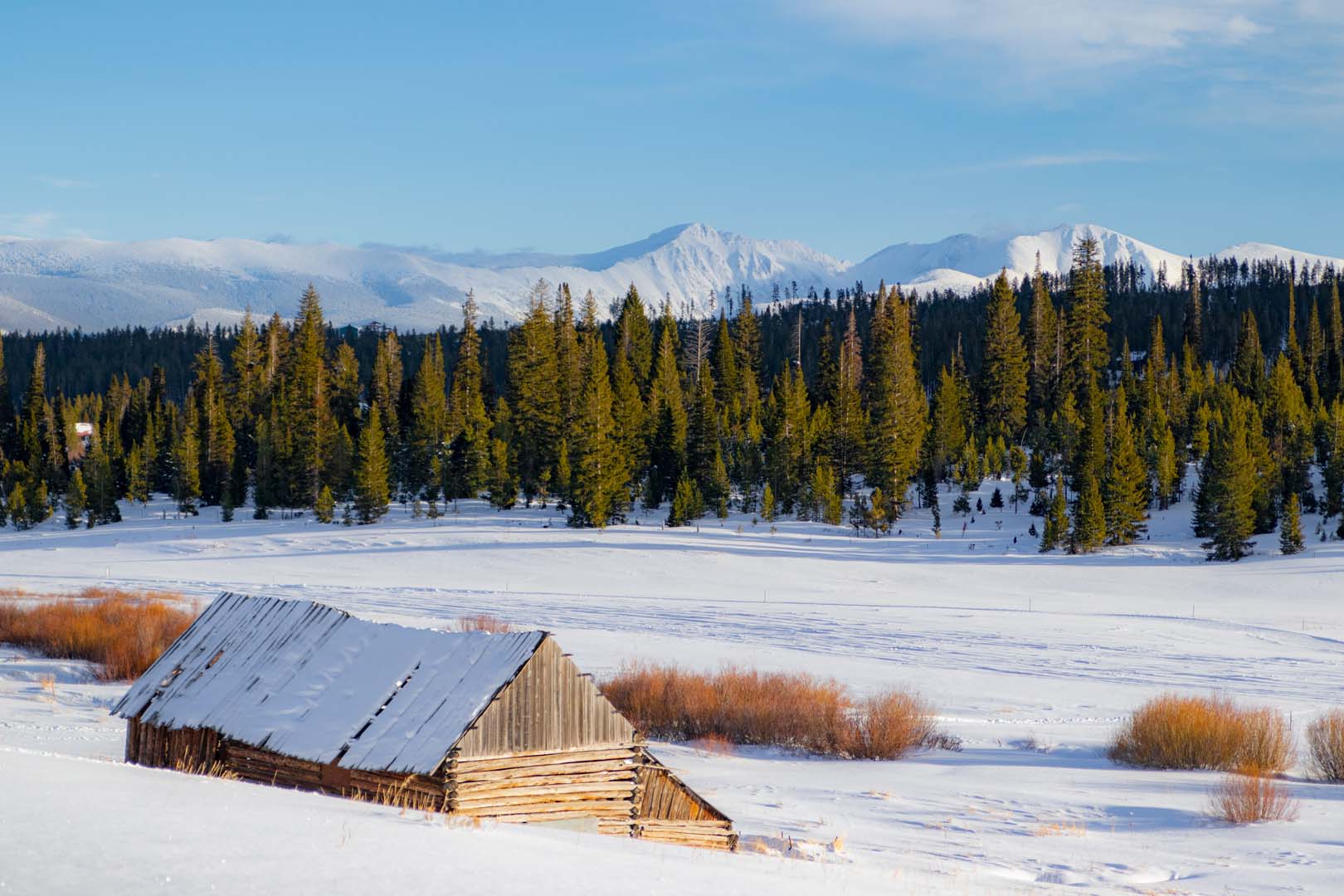 snowy forest with trees and cabin