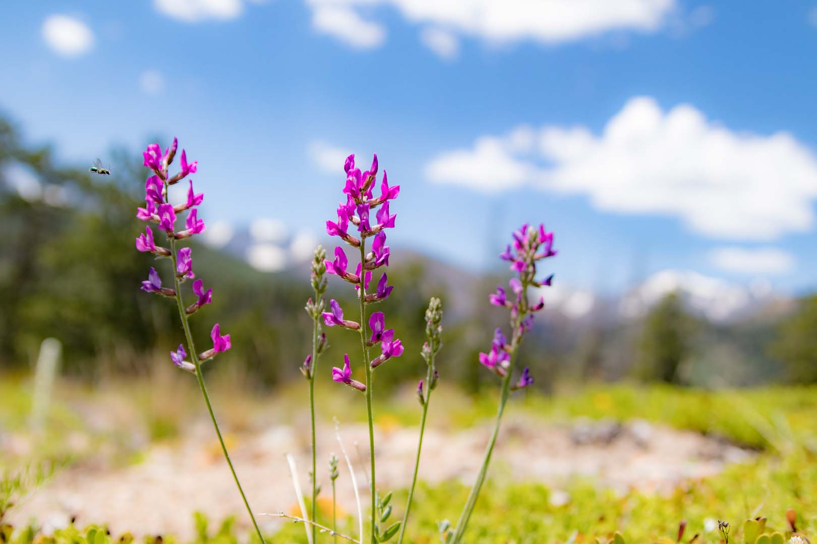 flowers