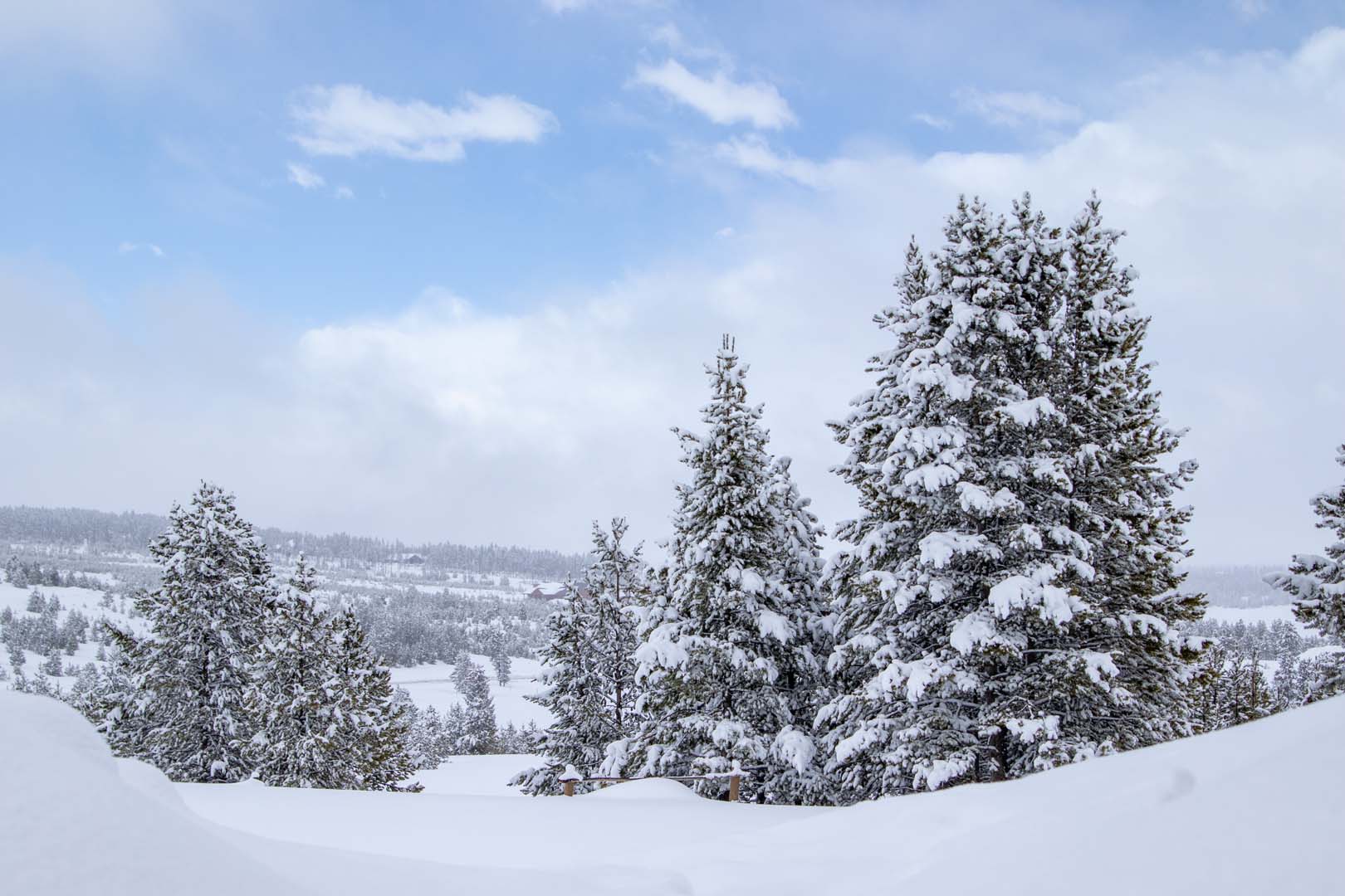 snowy forest and trees