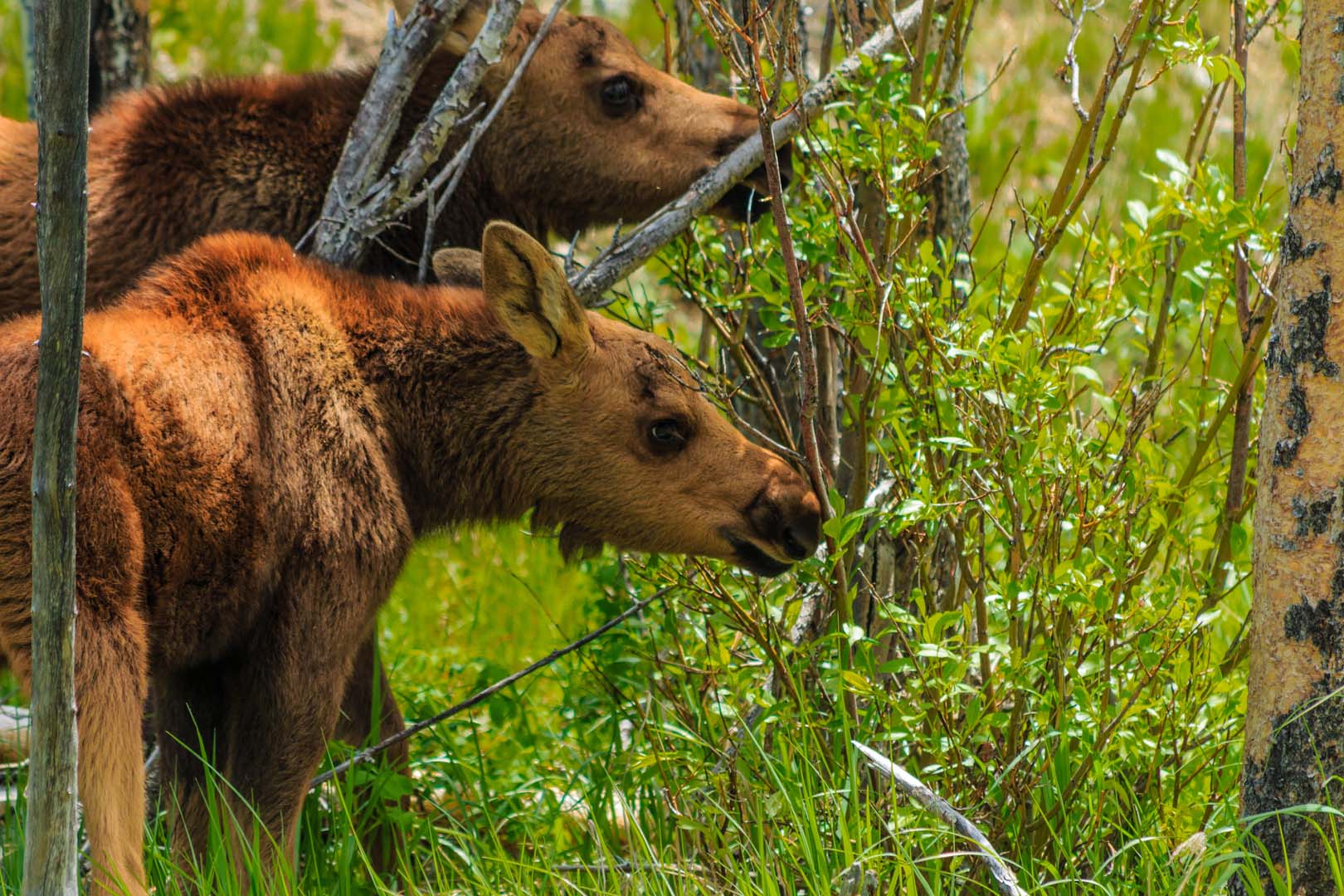 dos alces en el bosque