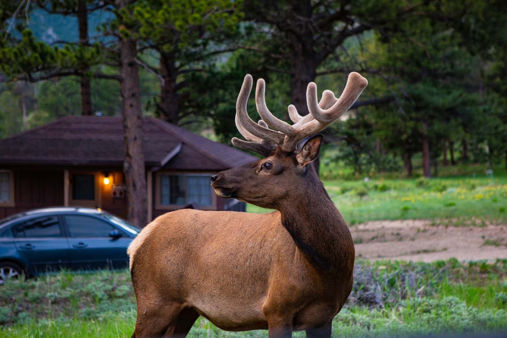 close up of an elk near a cabin