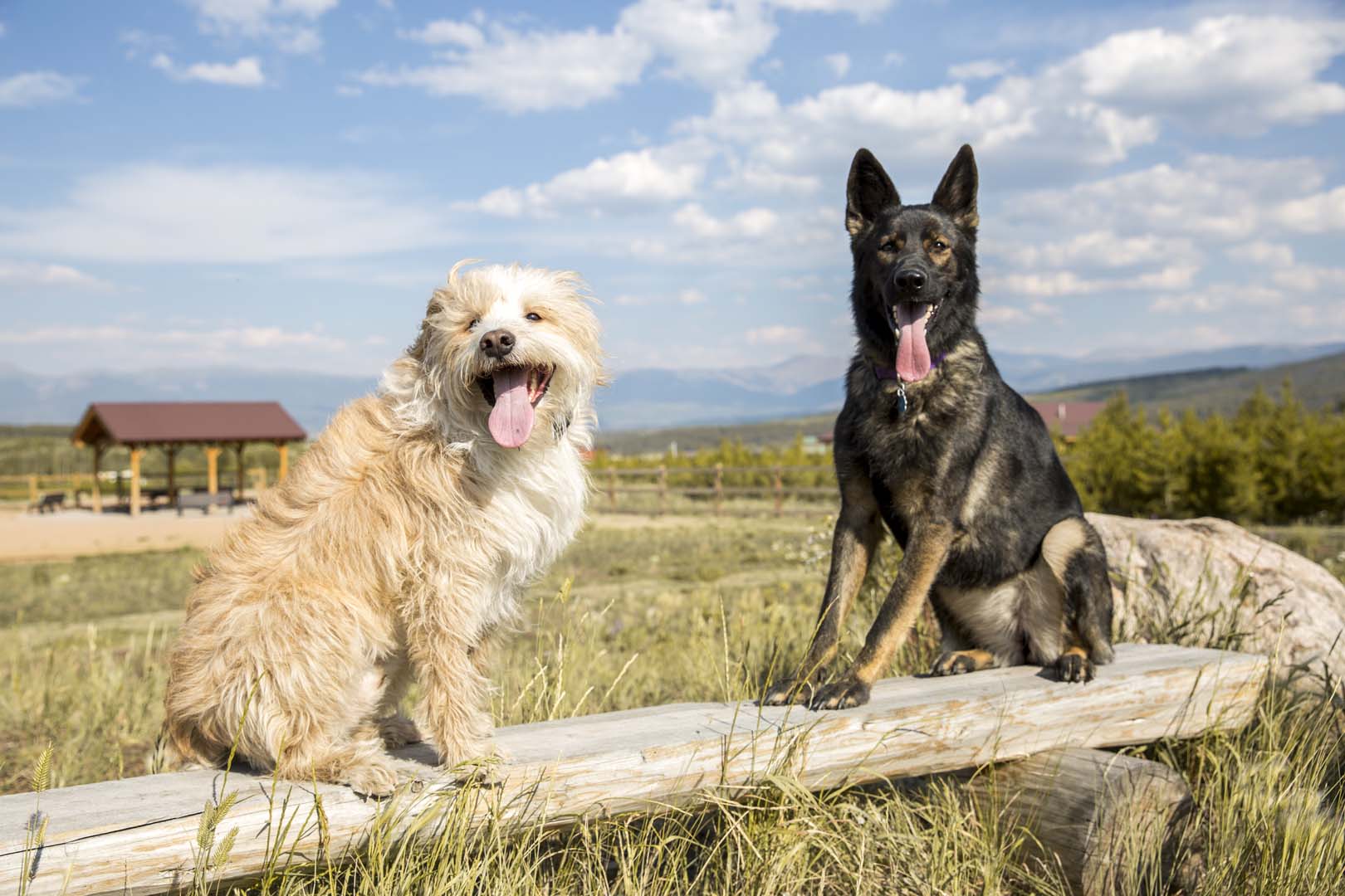 dogs in a field