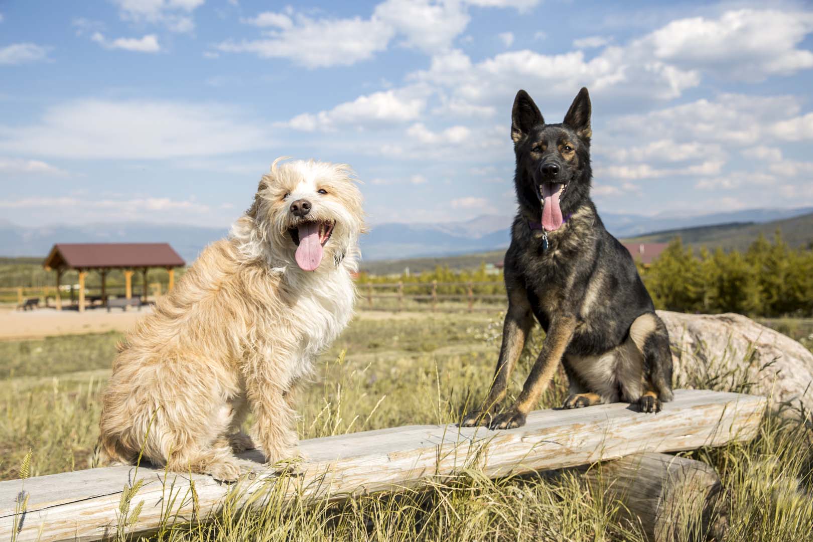 perros en un campo