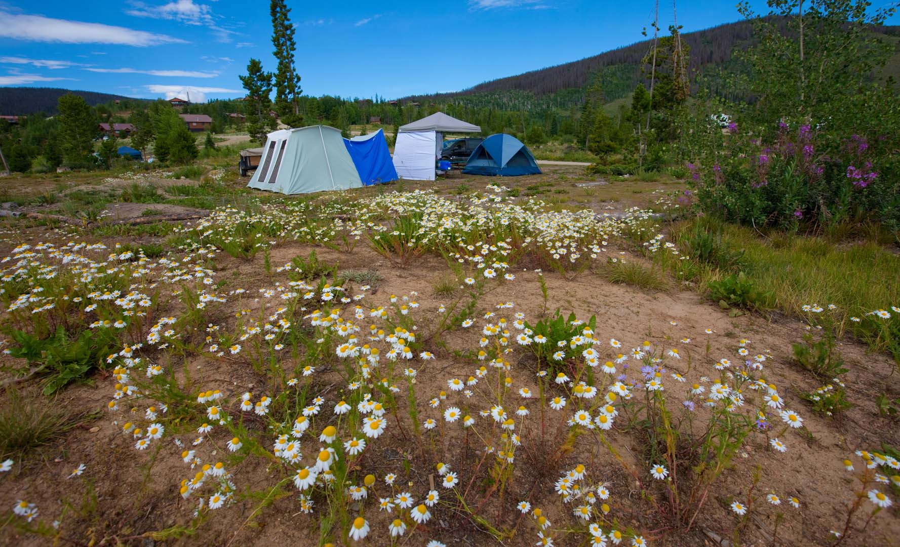 scott pope campground with camps set up and wild flowers
