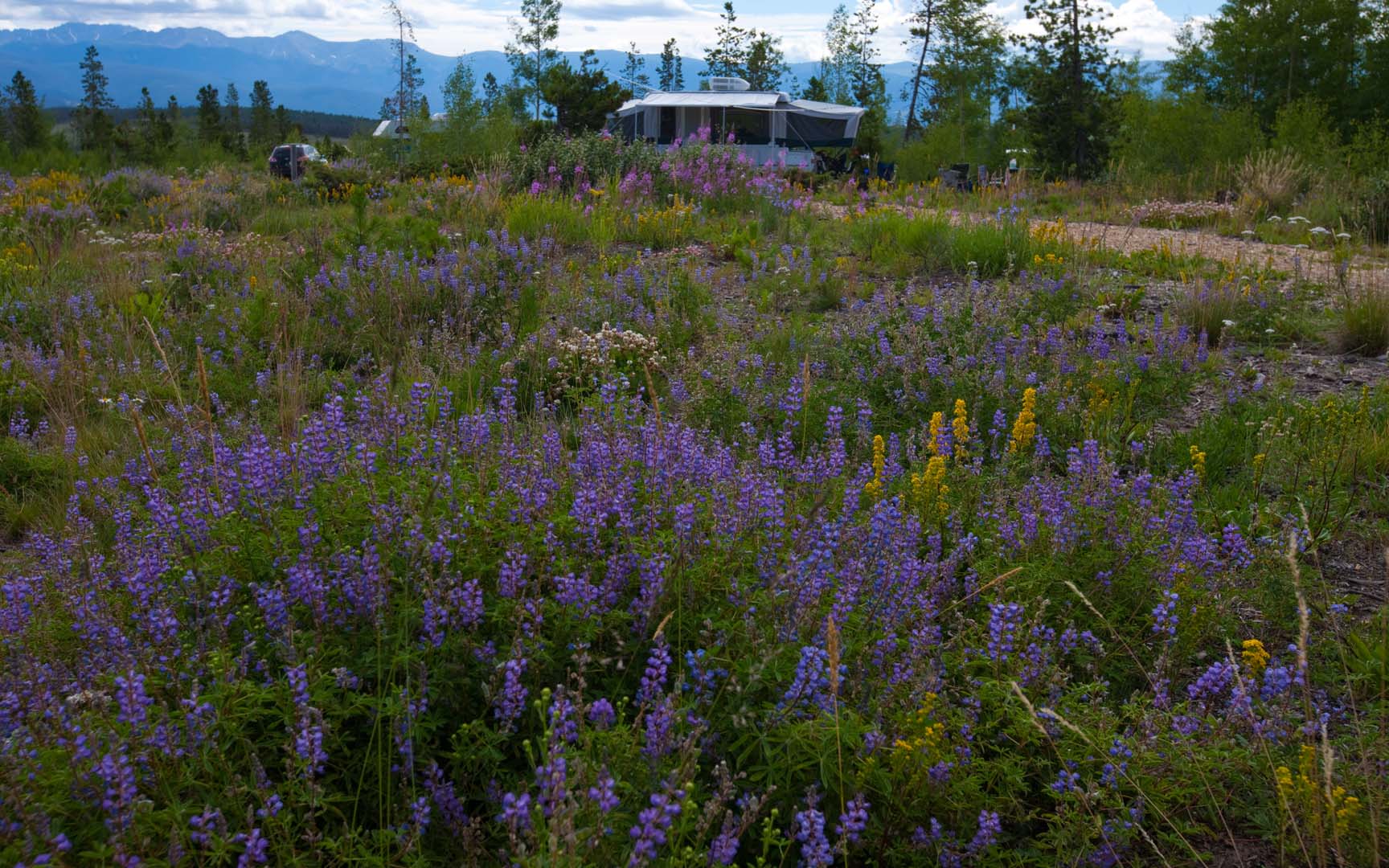 wild flowers at camp ground with camps set up