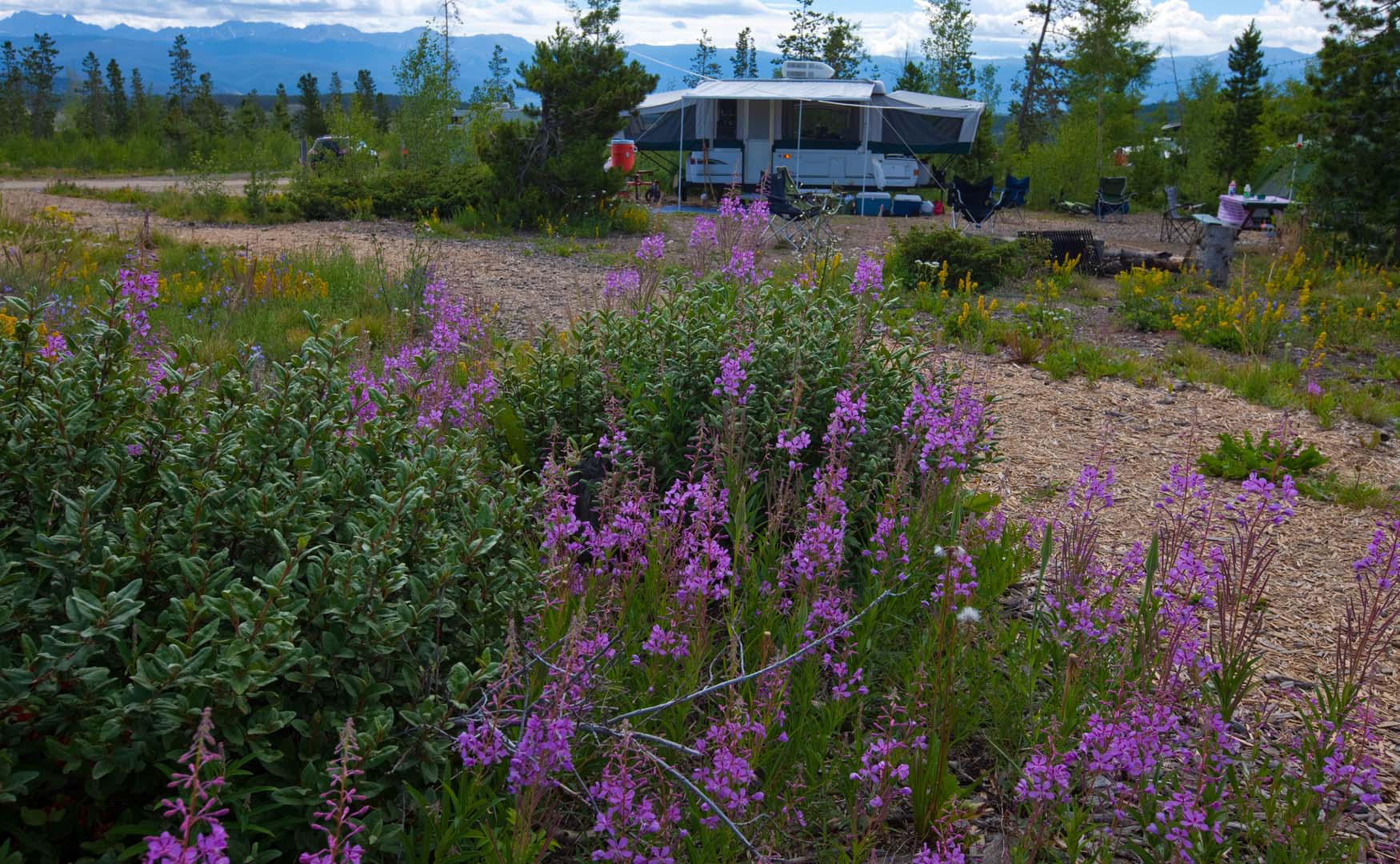 wildflowers next to campground set up