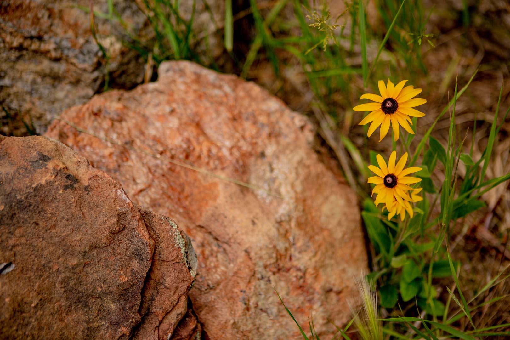 flowers next to a rock