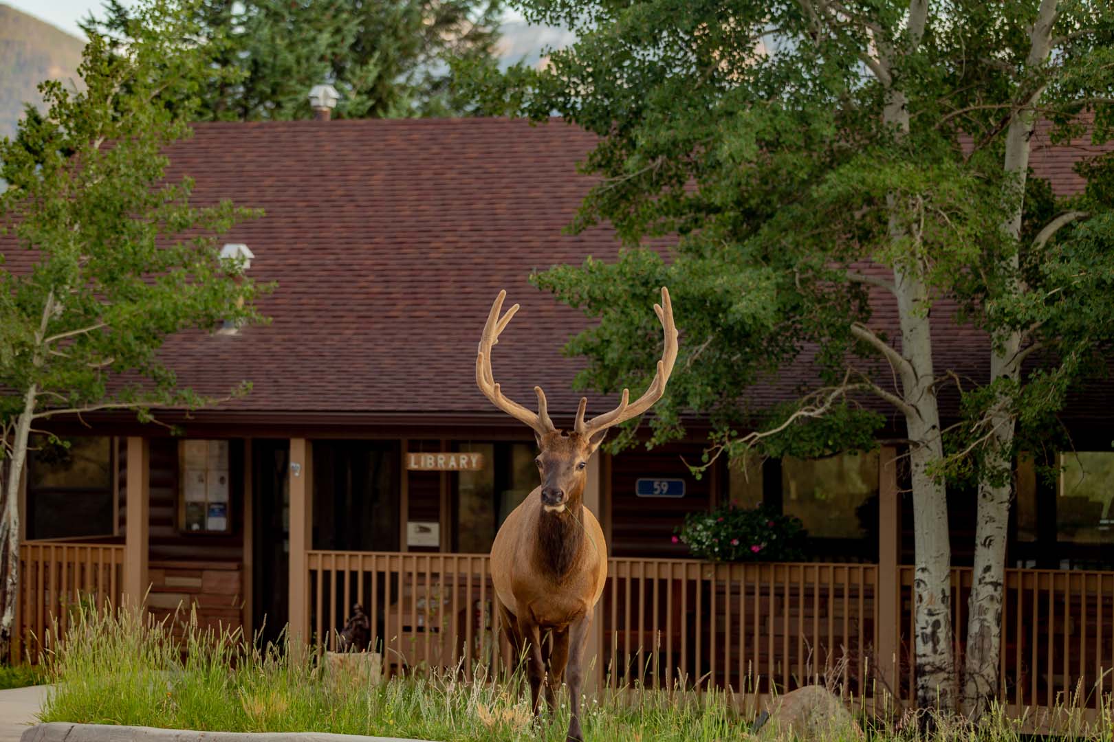 elk in front of a cabin