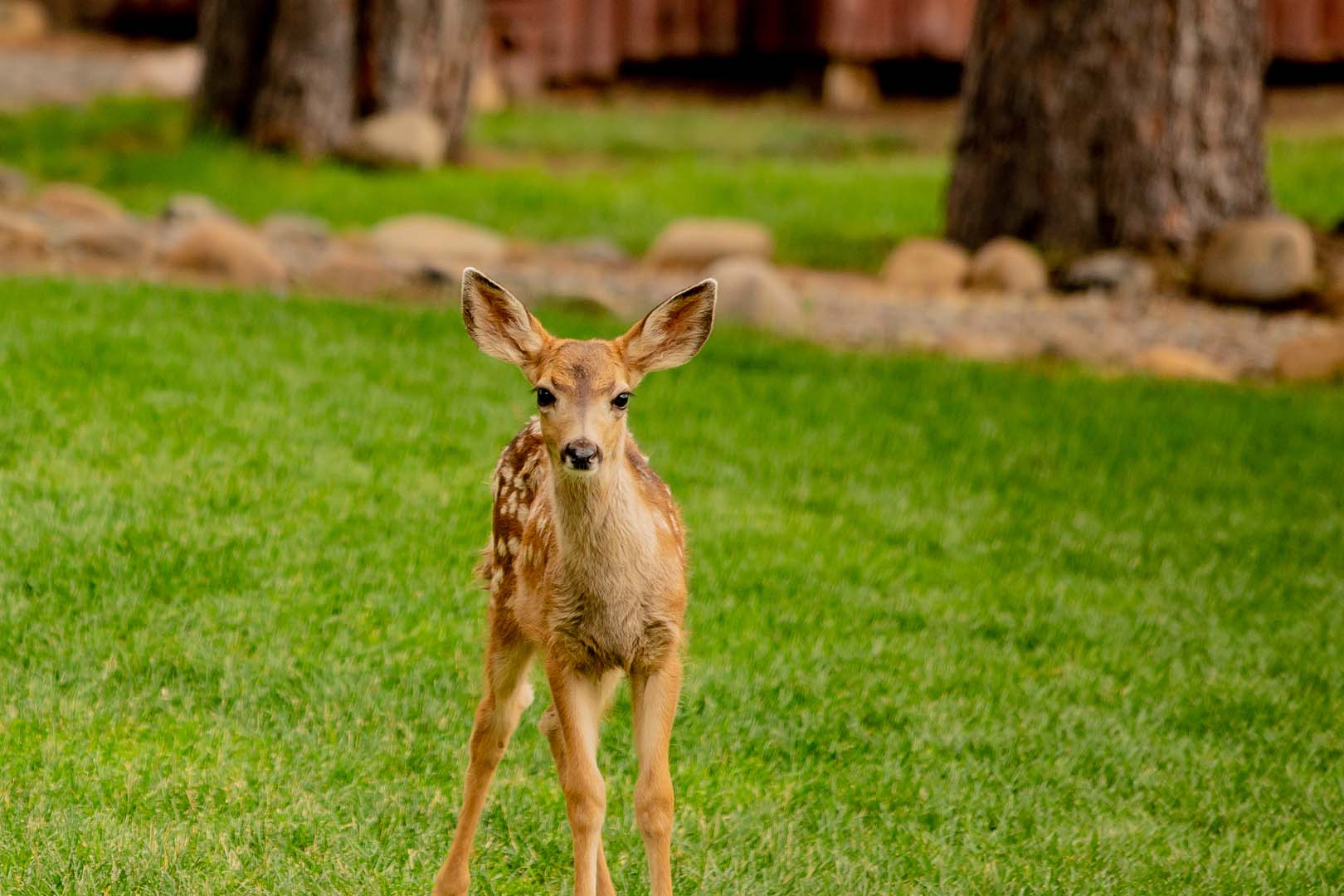 gama en un campo