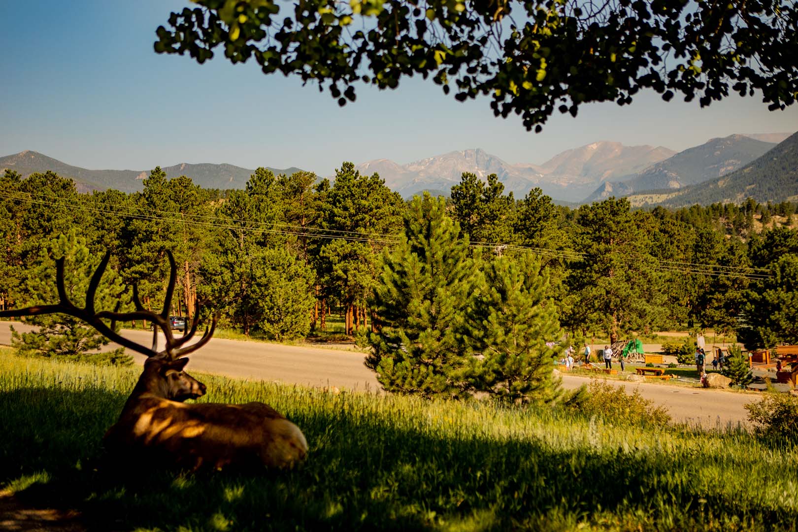 elk sitting in a field looking out over the mountains