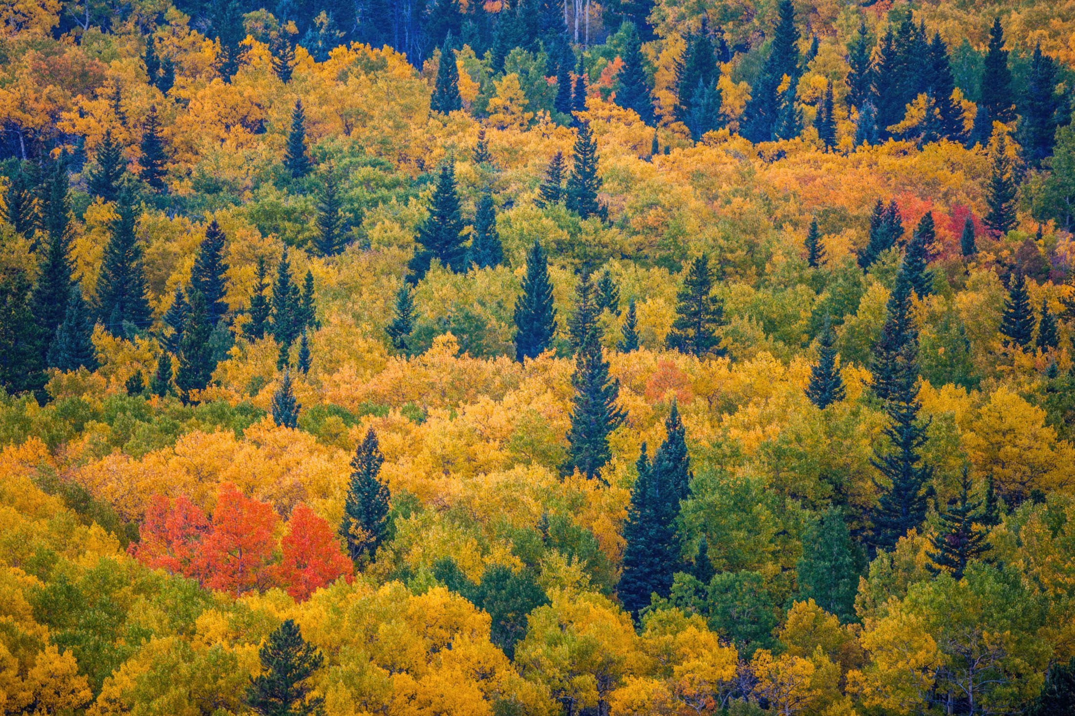 View of forest with changing leaves