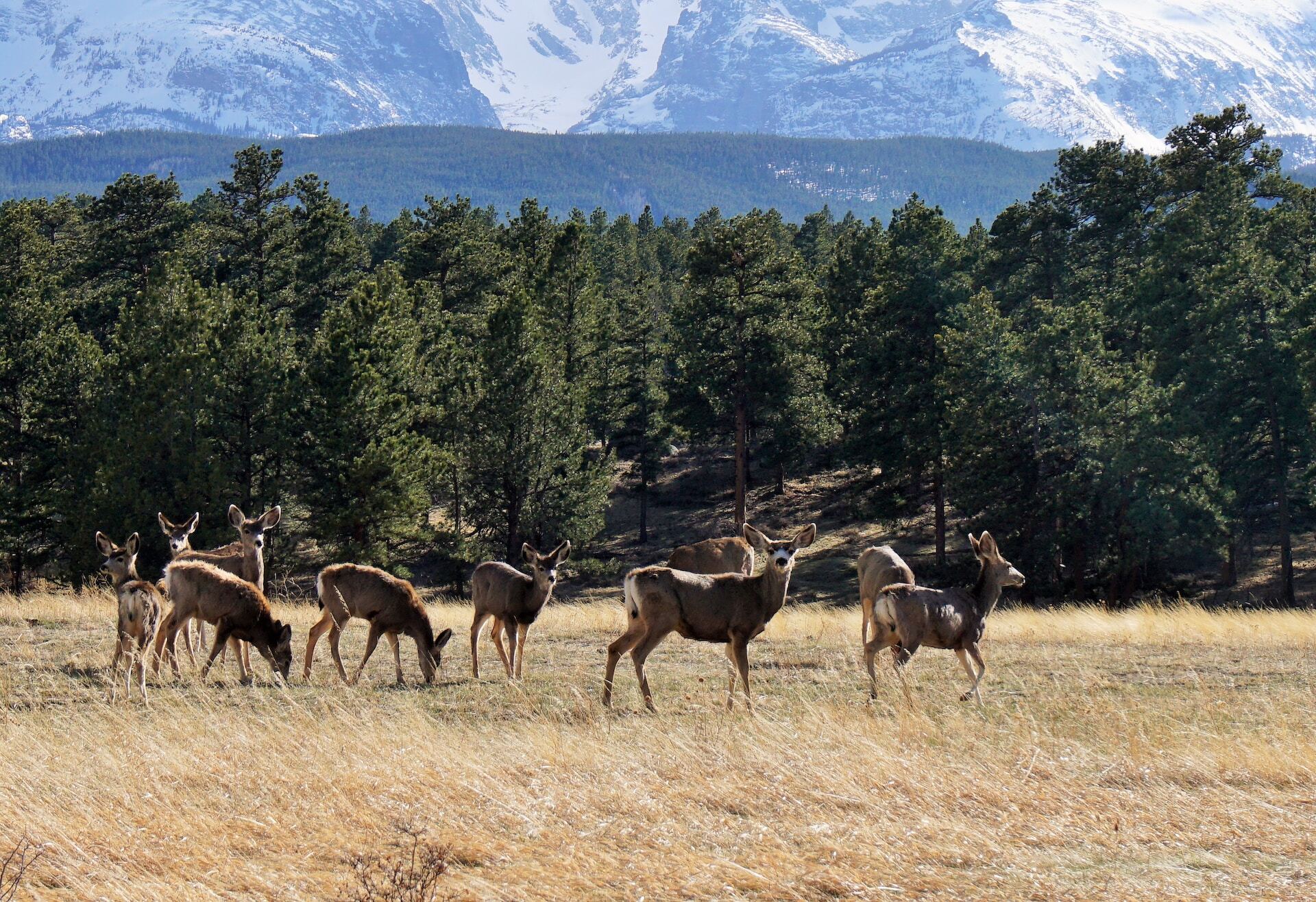 deers in a field