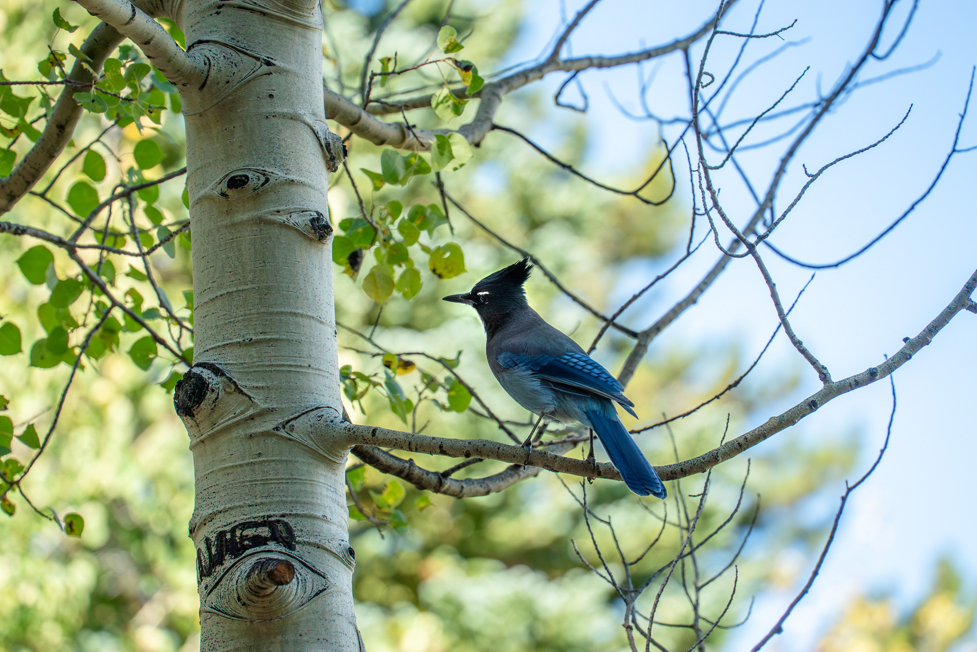 bird in a tree