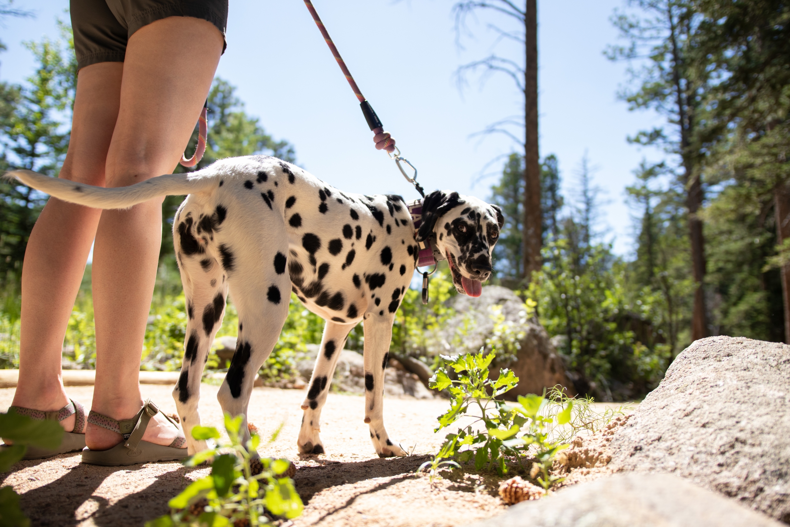 dog hiking