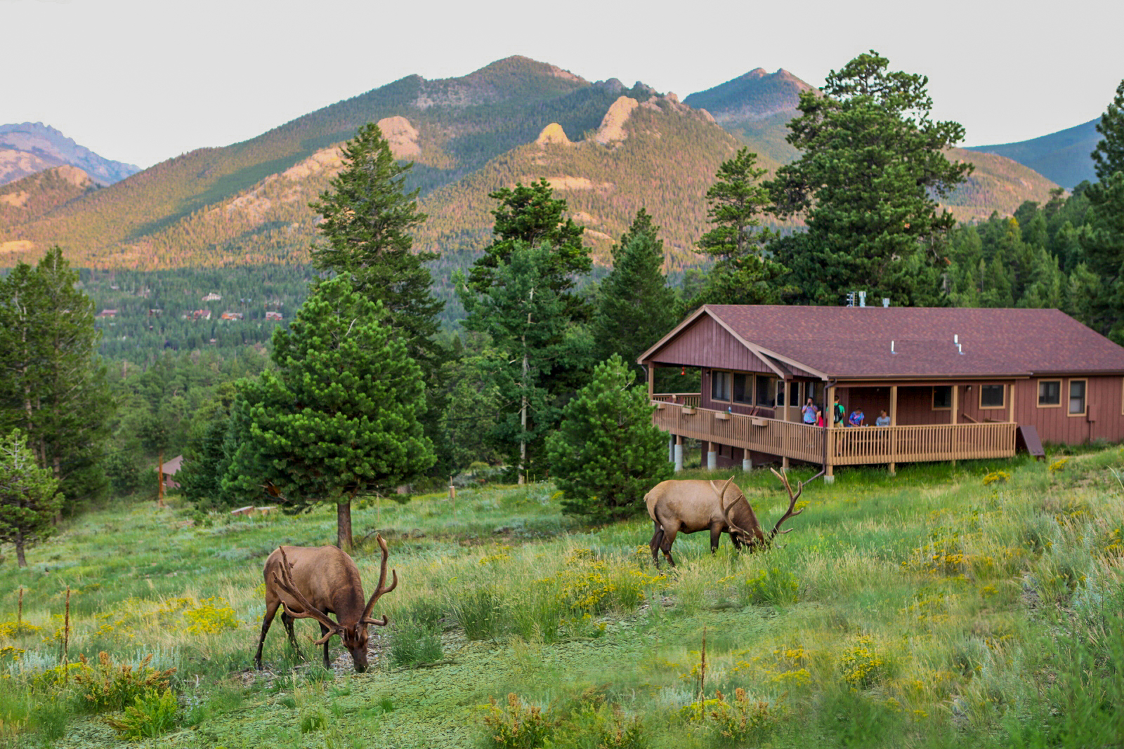 two elk eating grass by cabin