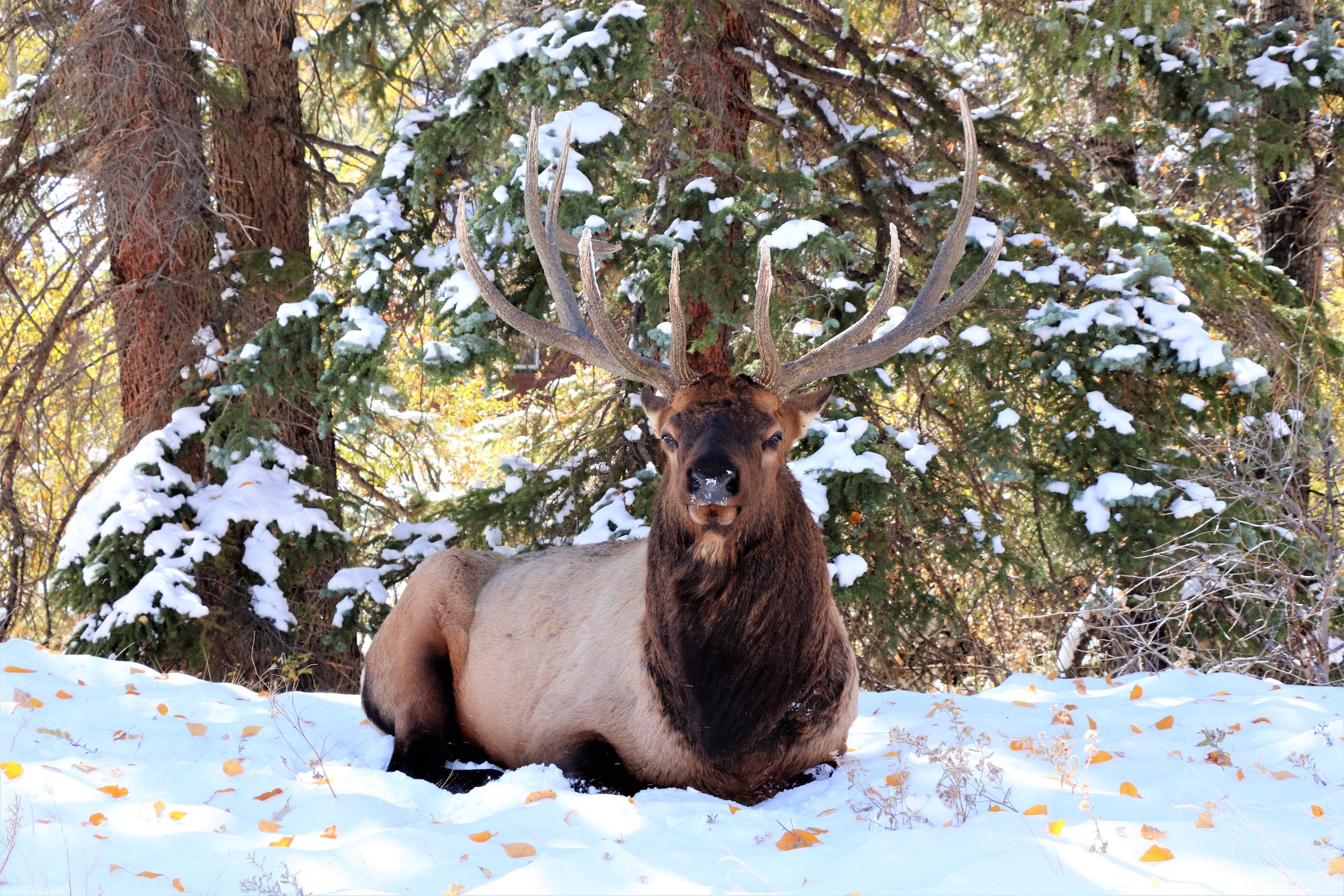 elk in snow