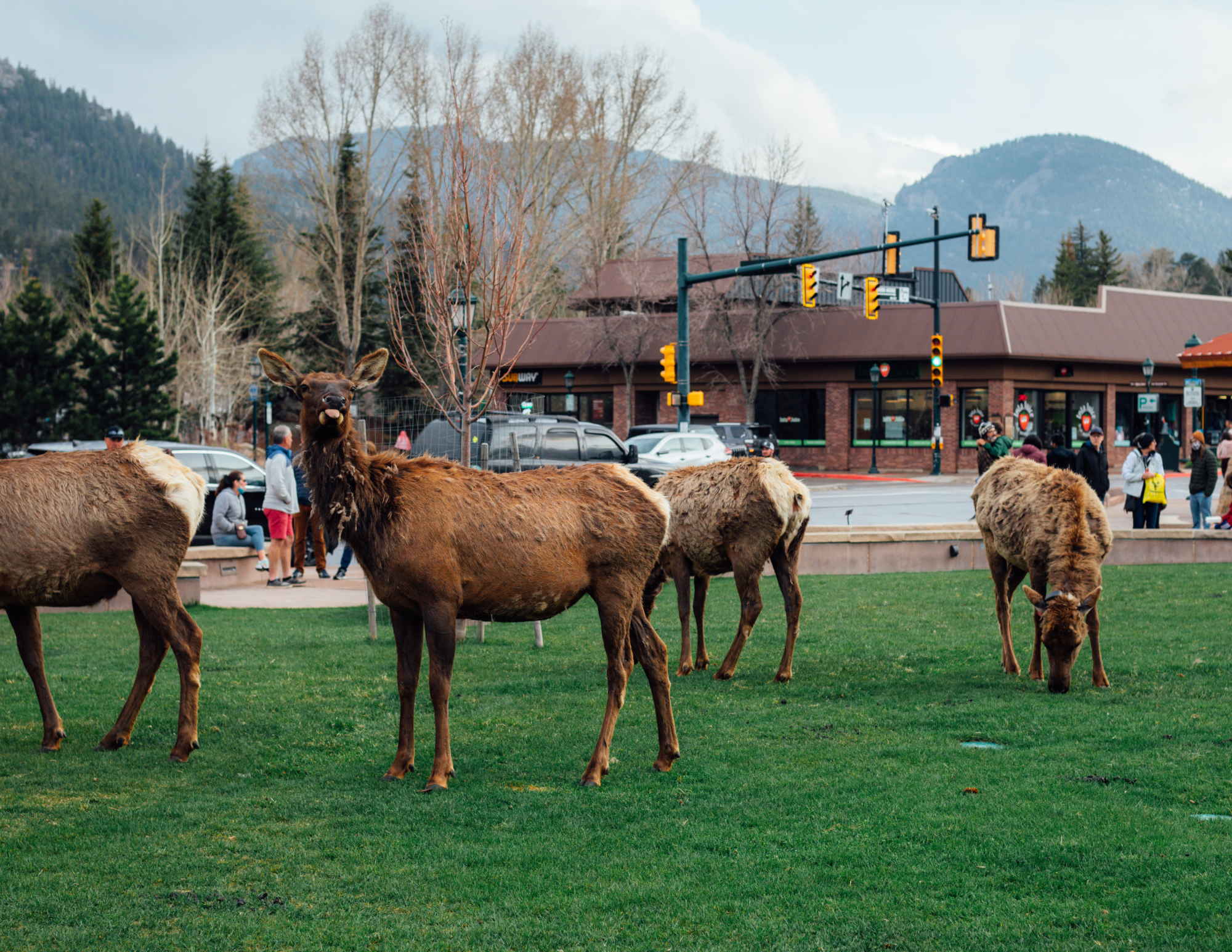 moose eating grass close to a building