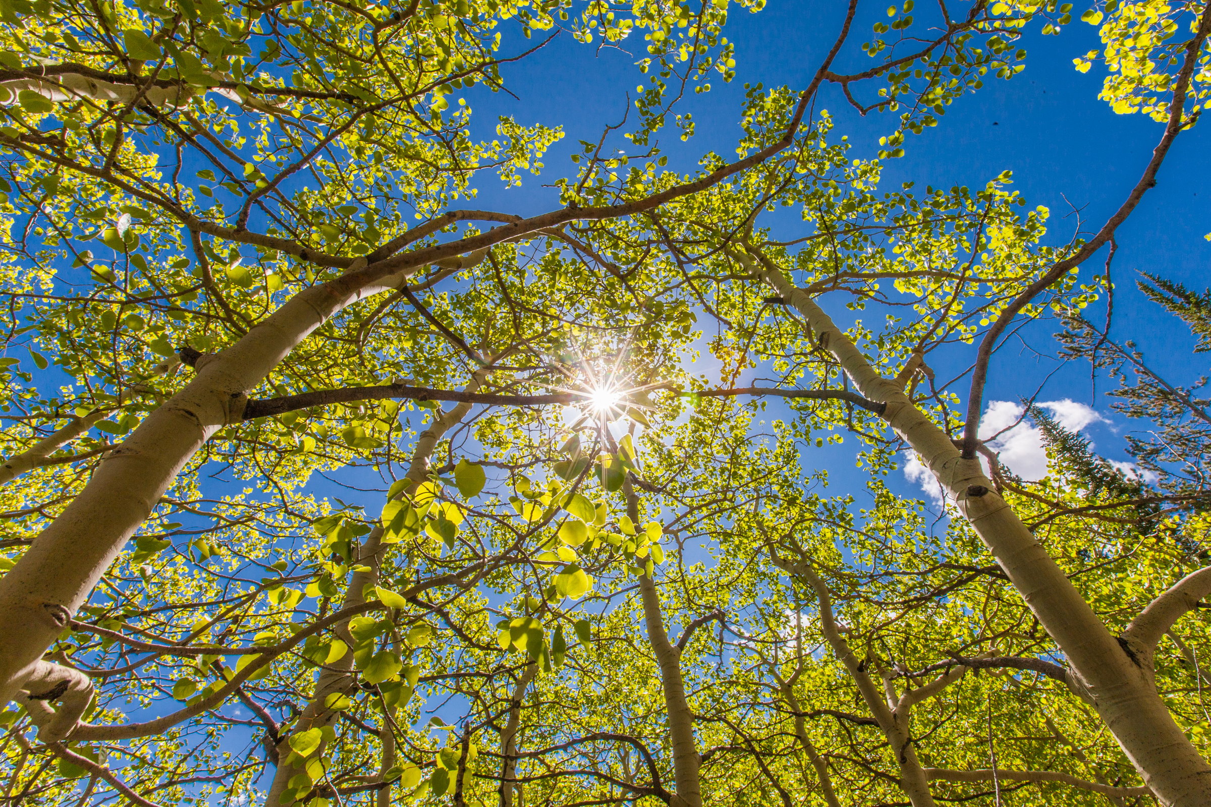 Un disparo de sol desde los árboles.